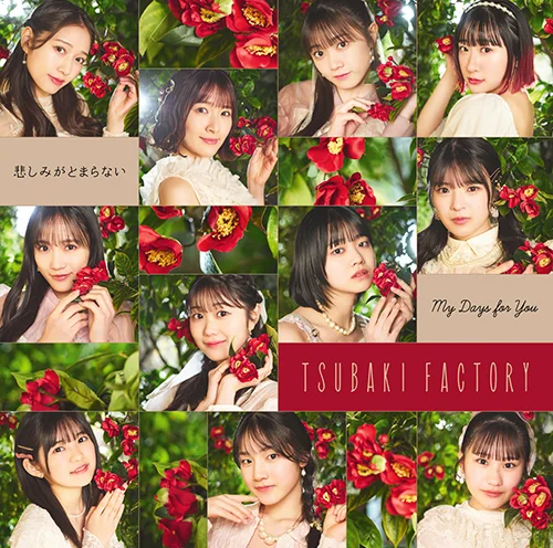 My Days for You/悲しみがとまらない - アップフロントワークス公式サイト